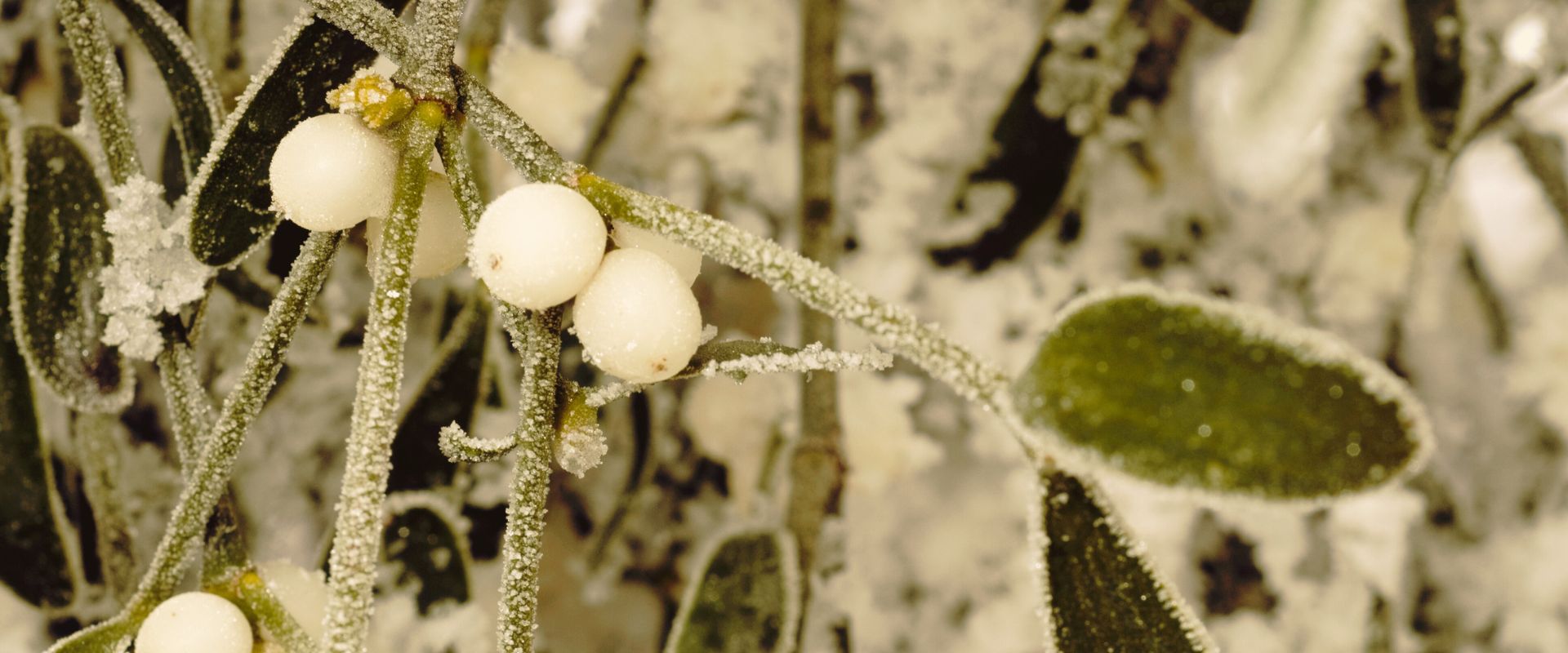 frosted mistletoe